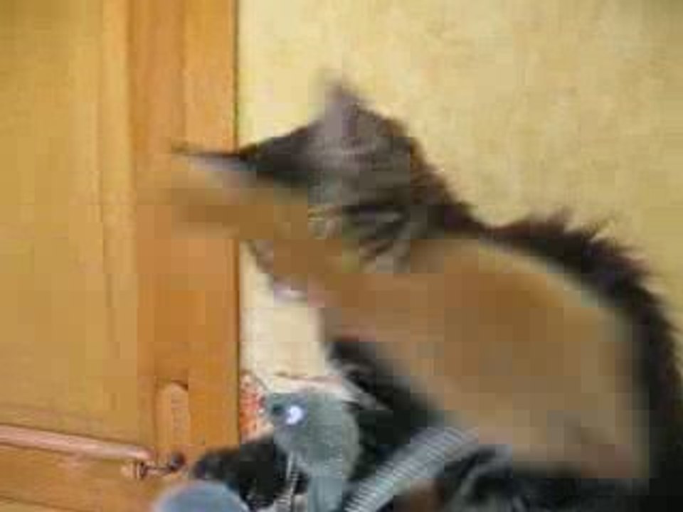 jeux chatons