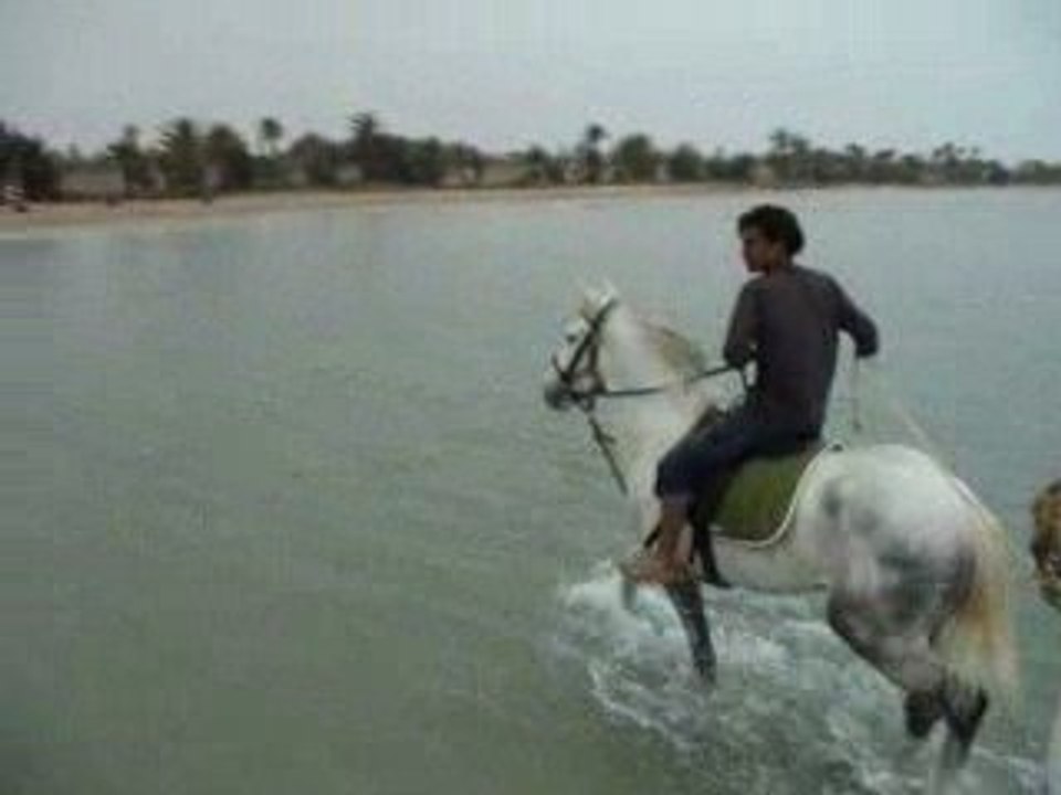 Balade en dromadaire 2 Mai 2009 Djerba