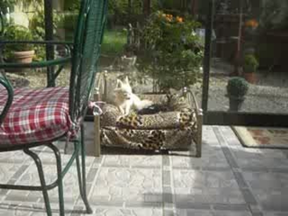 Video du 20 mai 2009 001