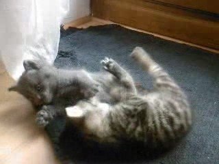 Chatons qui jouent
