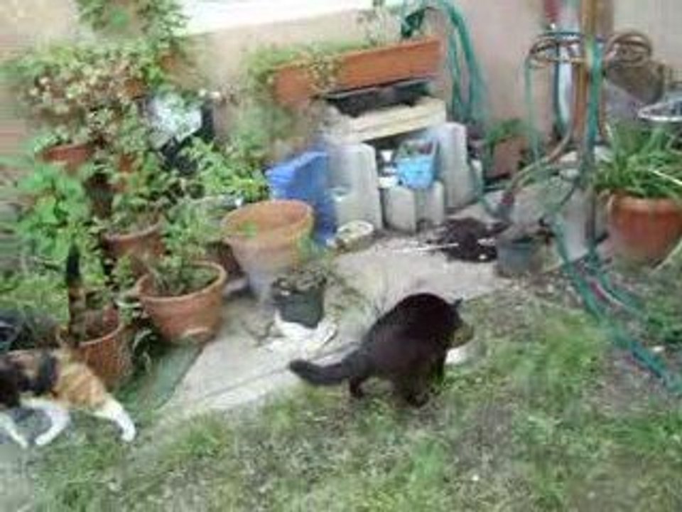 20 mai 09 jardin côté entrée