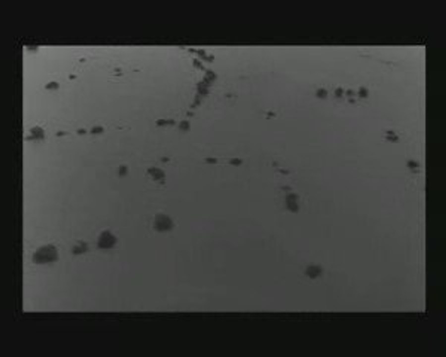 Les Oies sauvages - (chant militaire)