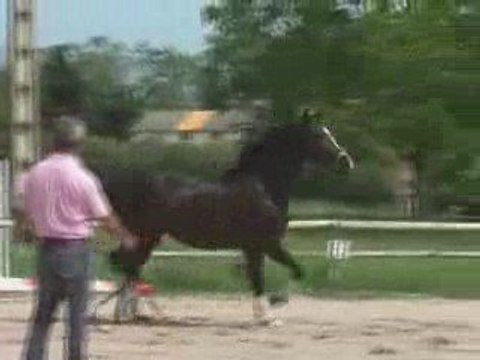 SALIERO longe et première séance d'obstacle