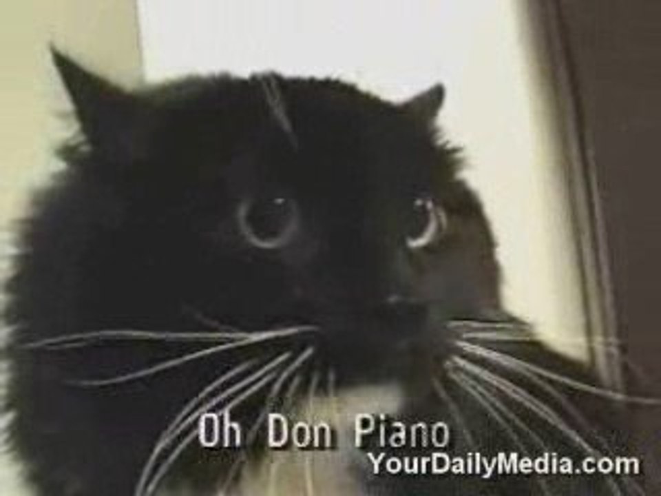 Chat qui parle funny cats