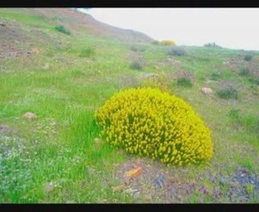 Fuga al aire español : Gaspar Sanz - Martyn Jones