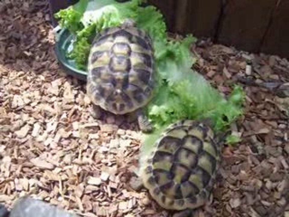 Tortues200509