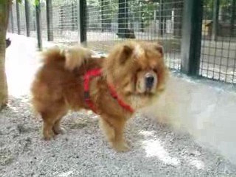 Simba en pension a La Vallee du Vent