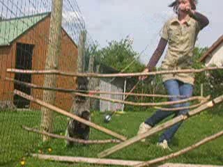 Bambi a sauté 69 cm !!! Il est fort !!