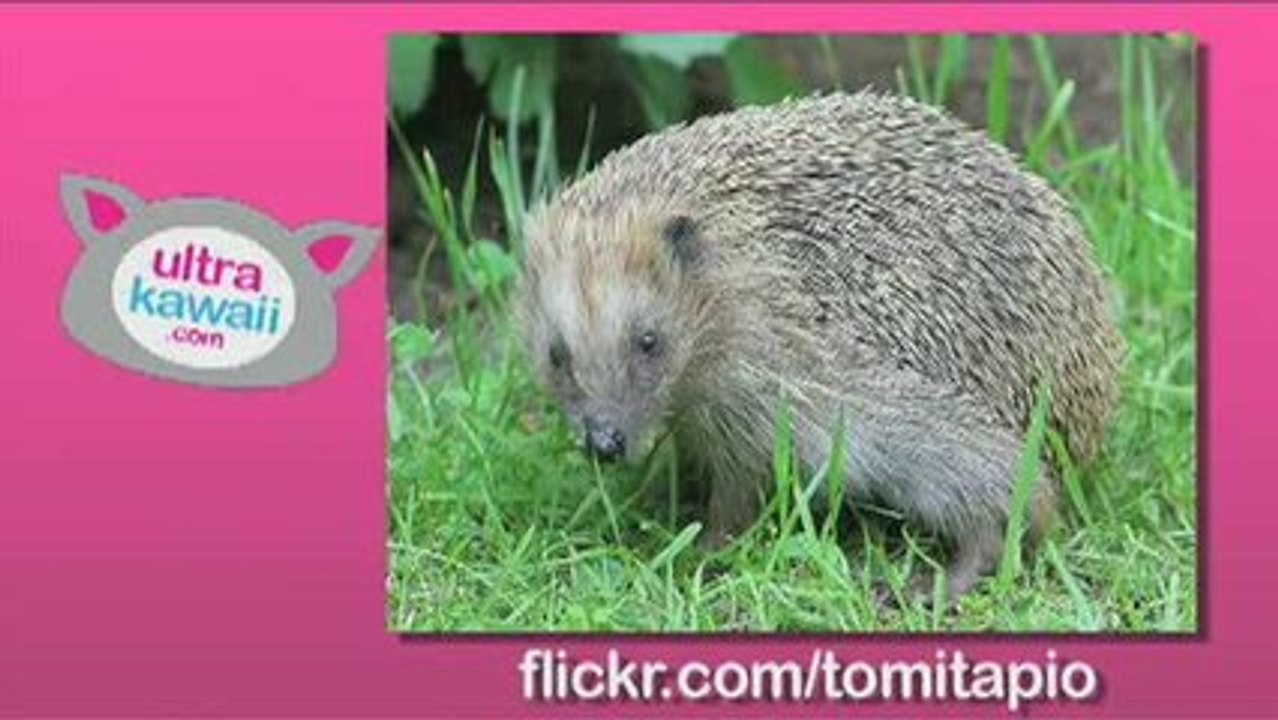 Ultra Kawaii - Hello, Hedgehog!