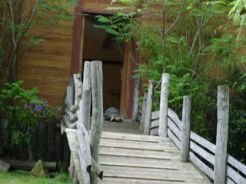 Tortue Zoo d'Amnéville