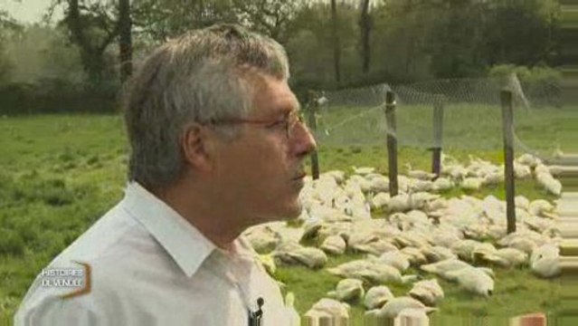 Histoires de Vendée : Le canard de Challans