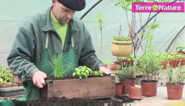 Imitez le jardinier, plantez vos plantes aromatiques