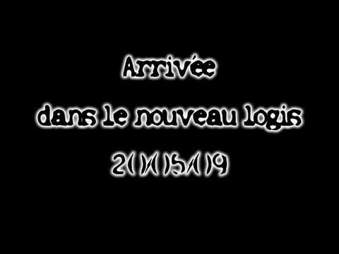 Danse des abeilles à l'entrée de la nouvelle ruche