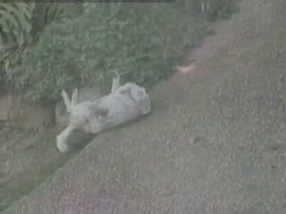 Comment se gratte un chien Corse