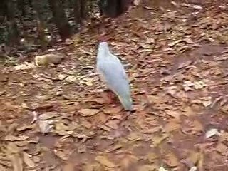 cagou au parc provincial de la rivière bleue