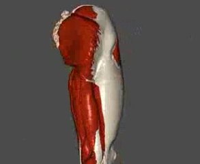 NurseReview.Org - Hip and Thigh Movement Animation