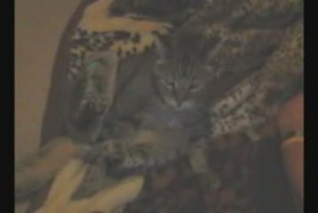 Crazy Cat