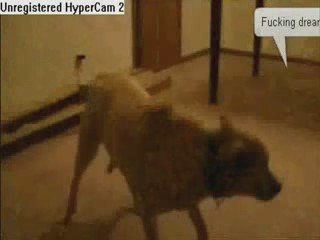 Sleep Walking Dog