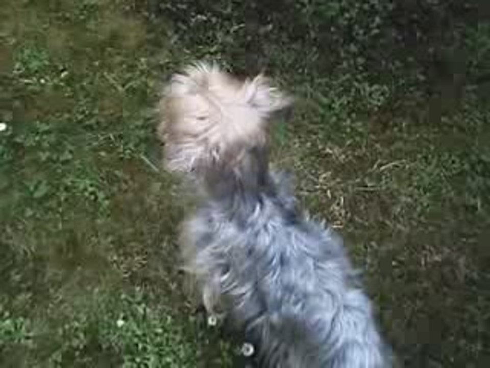 berlioz