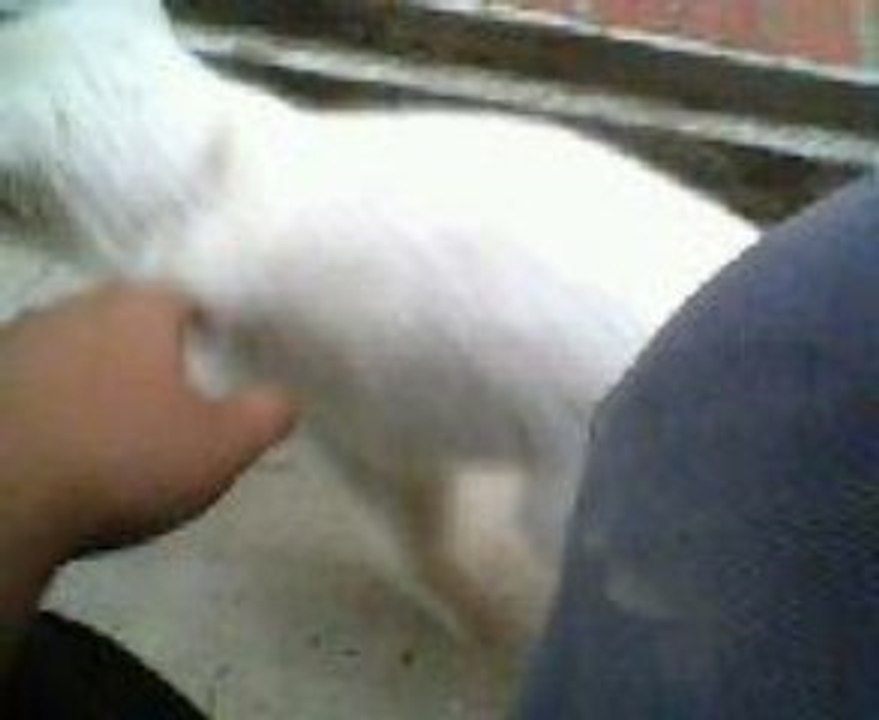 white kitty