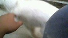 white kitty