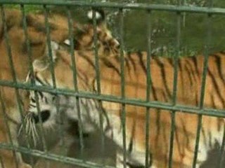 The cutest thing ever? Puppy dog adopts tiger cub