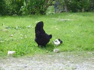 P'tit film poule et poussins