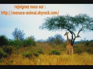 Menace-Animal, avant qu'ils s'en aillent !