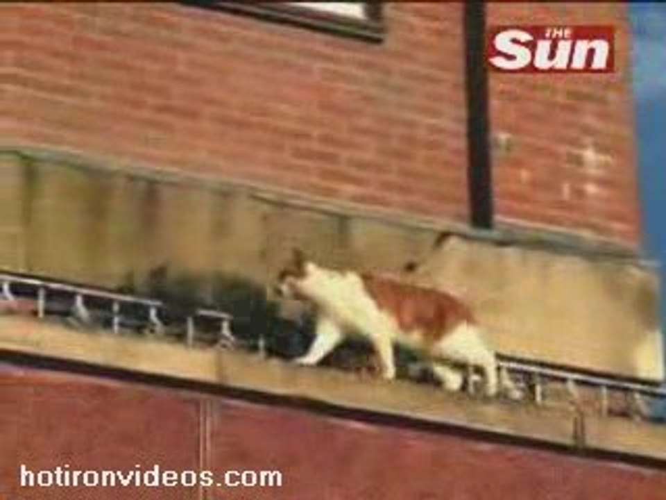 Spider Cat