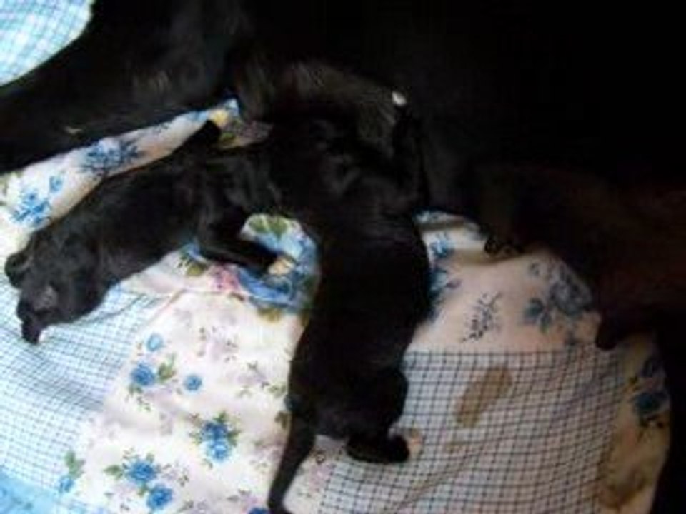 Bébé de Bassaï
