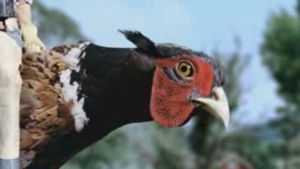 drench pheasant rodeo ad official