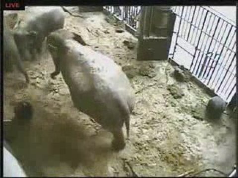Baby elephant is born at Antwerp Zoo