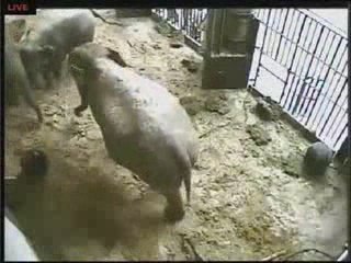 Baby elephant is born at Antwerp Zoo