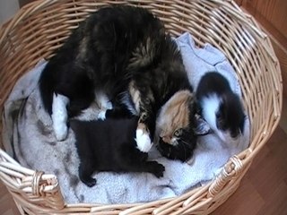 Flamme et ses chatons de 18 jours (1)