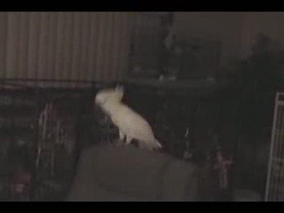 Cockatoo