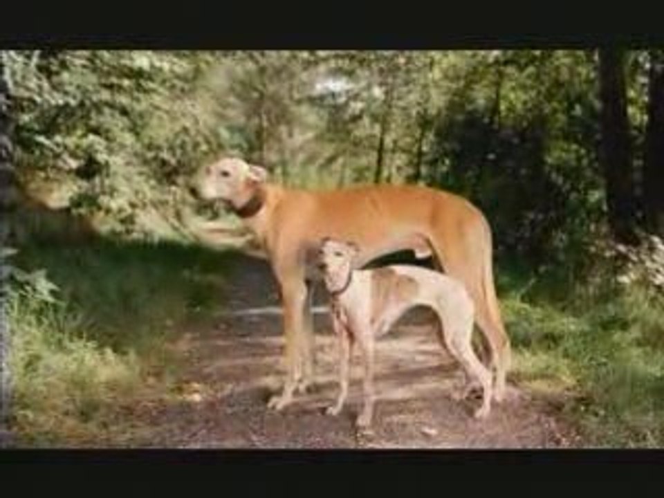 Pedigree_dogs rule