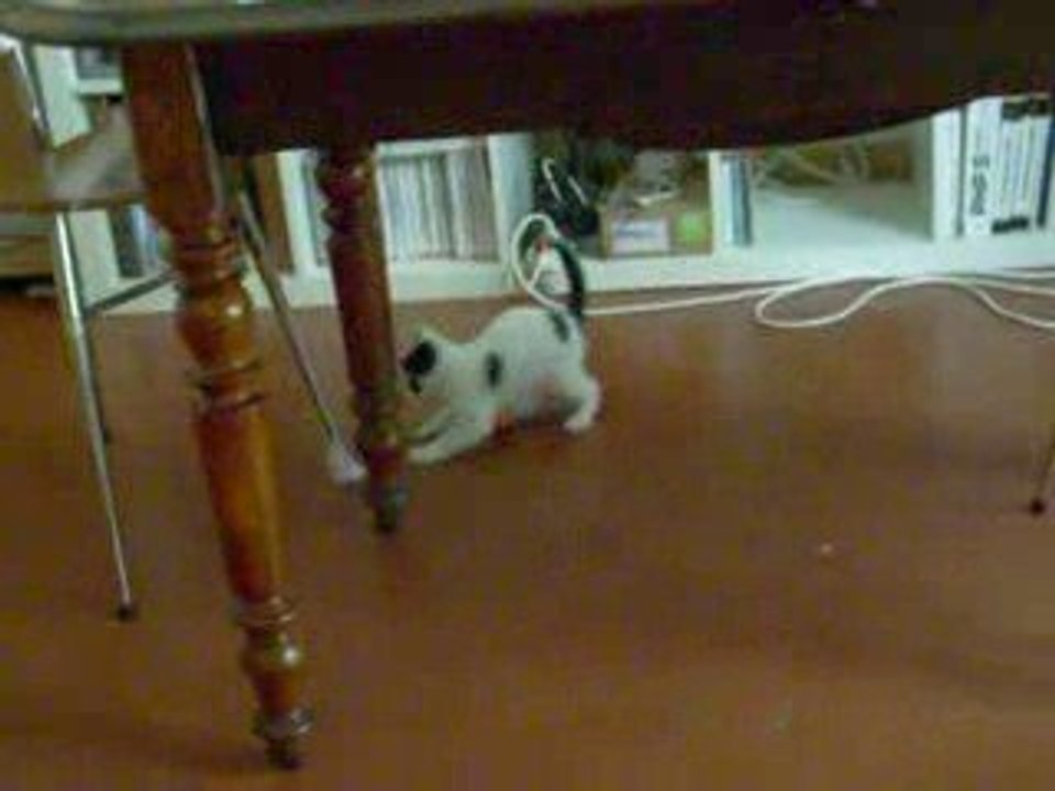Chaton qui joue