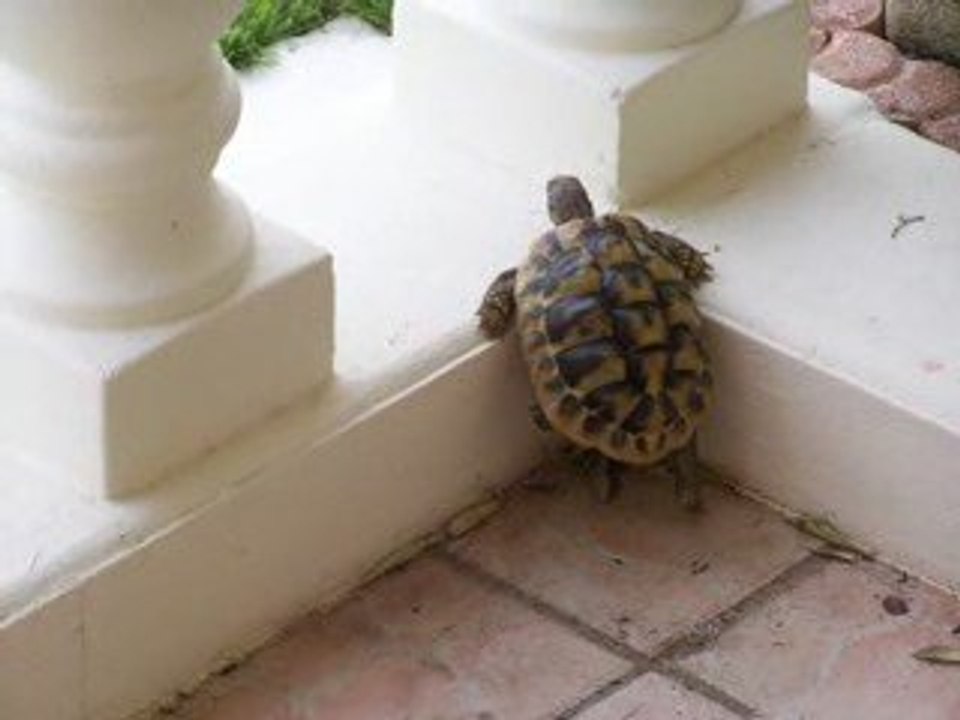 tortues3
