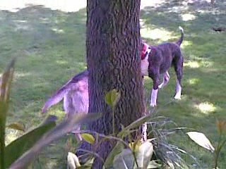 american bulldog vs pastor aleman 3