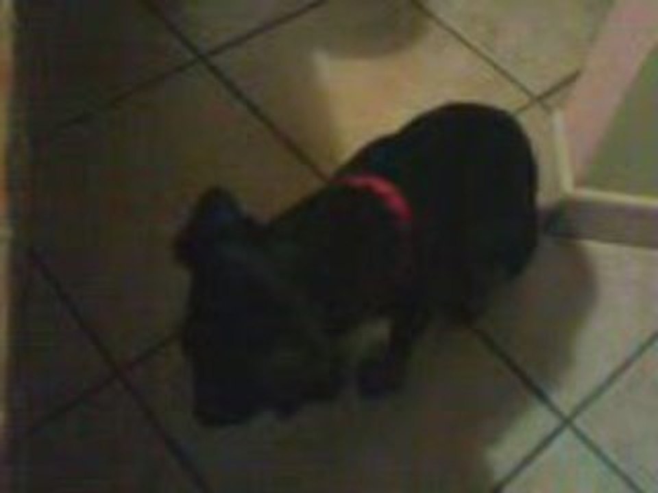 Chien dodo