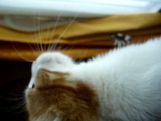 Le son d'attaque du felin le chat