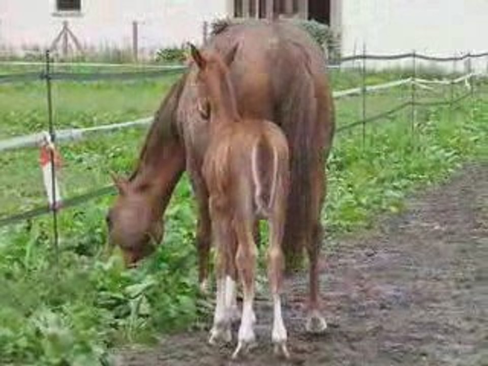 Koba et Velvet K au pré 18 mai 09