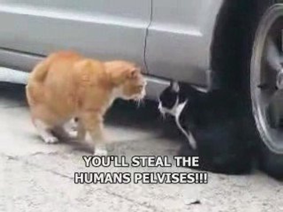 Küfür eden kedi