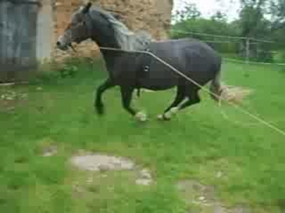 Sahara au Galop