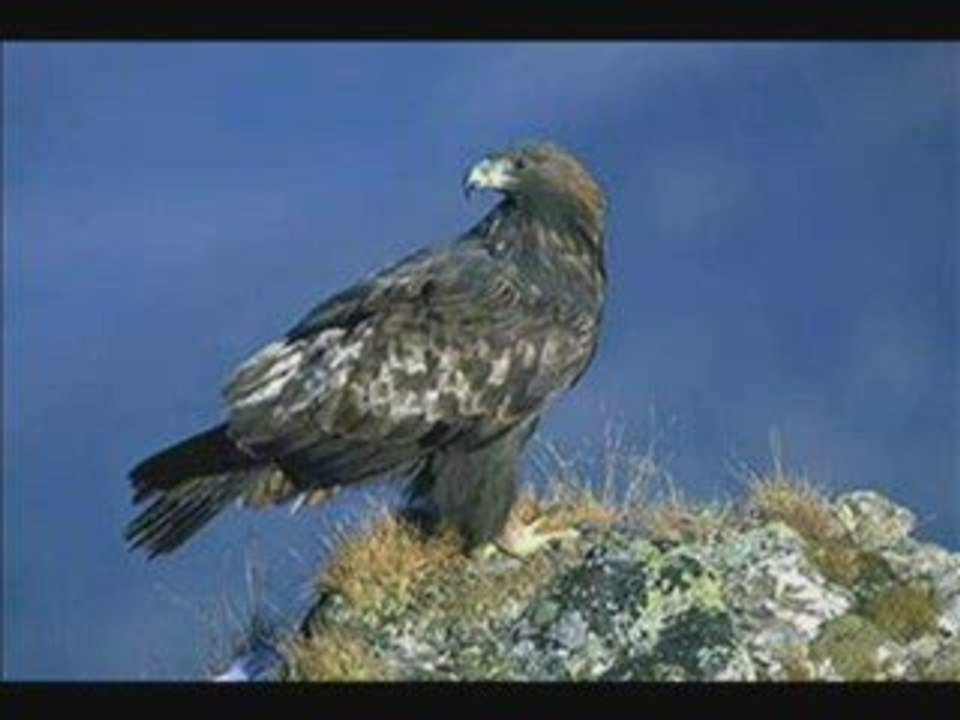 L'Aigle Royal : symbole de  Marocain solide sur ses principe