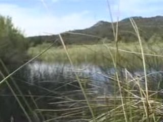 Le printemps de l'étang