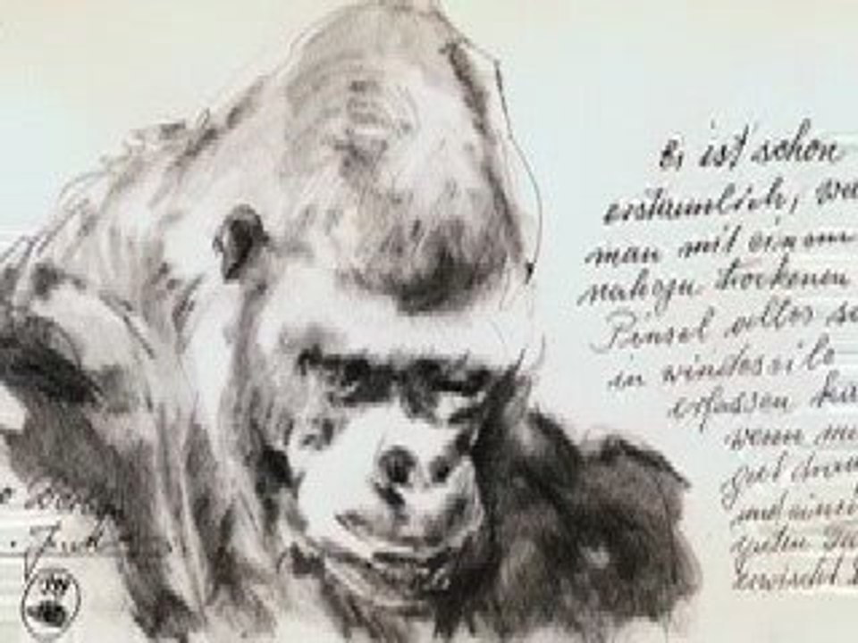 Ivo ein Gorilla & Gentleman