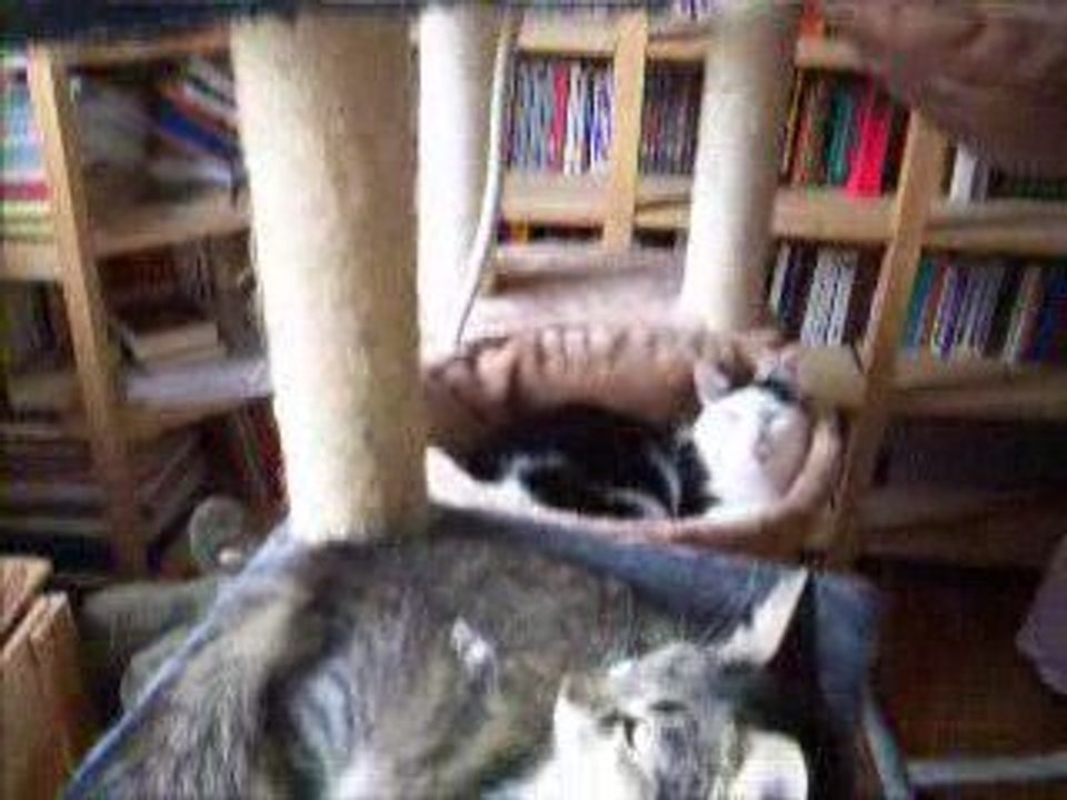 Les chats poussent sur les arbres à chats