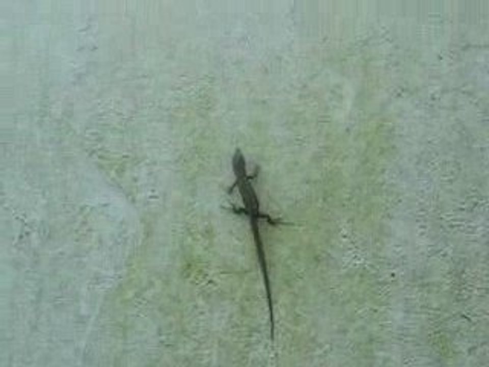 Petit lézard