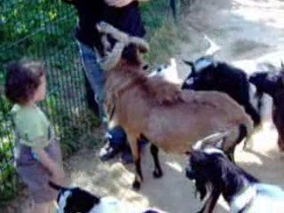 Lenny et les biquettes